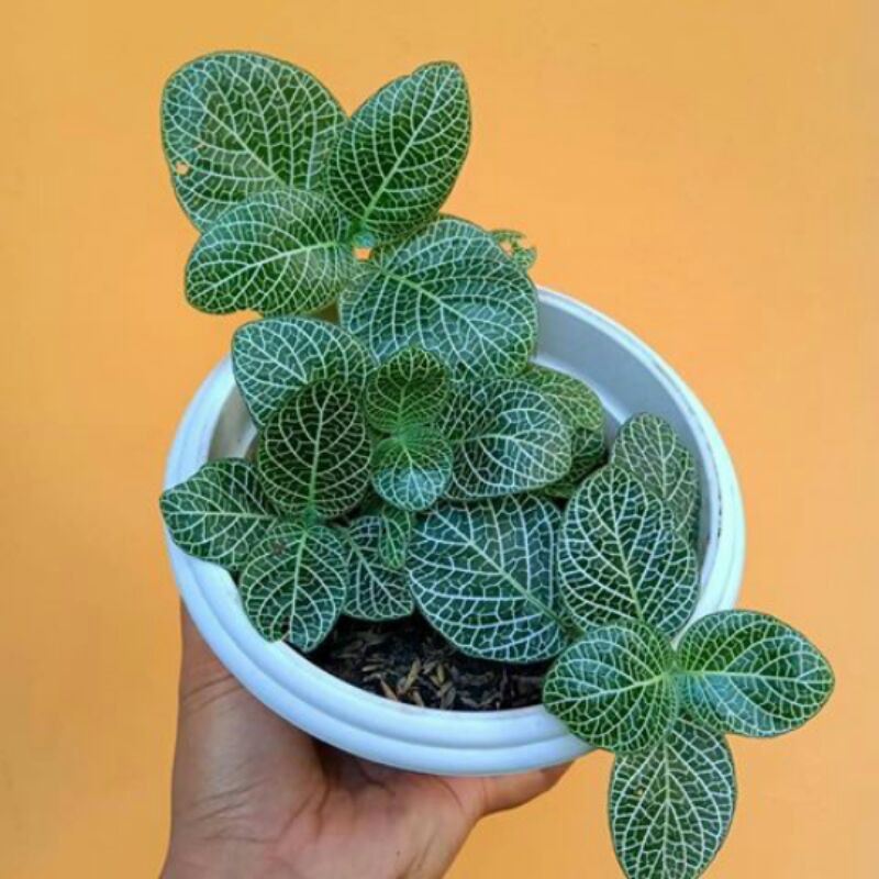 tanaman hias epicia mutiara - epicia mutiara - tanaman hias epicia