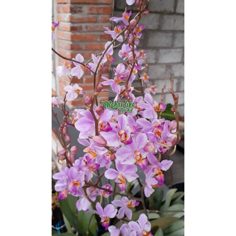 ANGGREK PHALAENOPSIS DORITIS ( ANGGREK BULAN MINI )