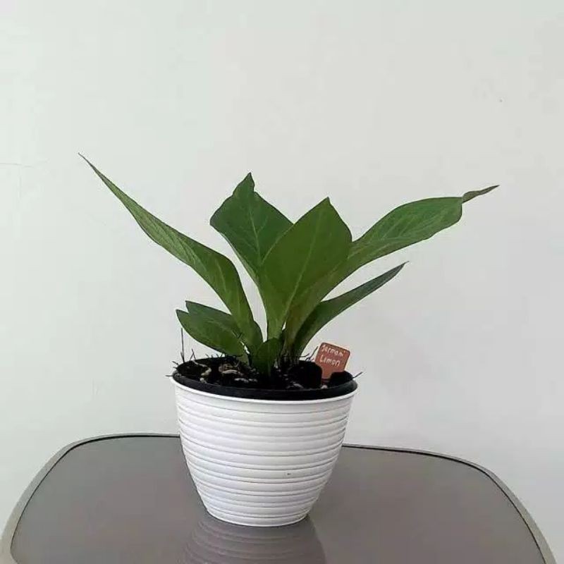 Anthurium Jemani Lemon Size XL Tanaman Hias Indoor