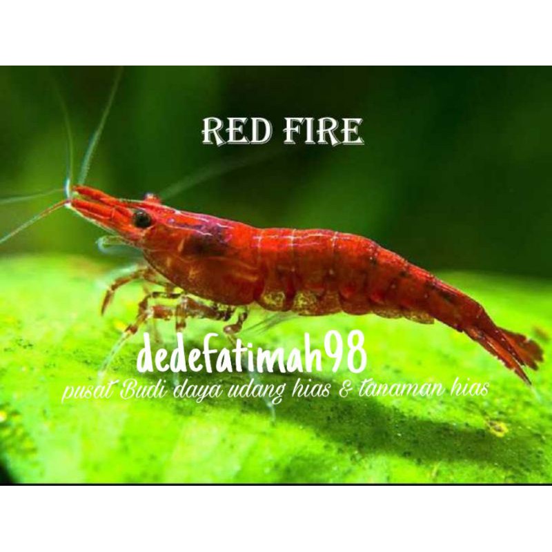 udang hias aquascape red fire