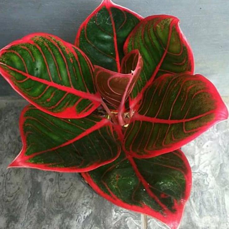Super Berhadiah Anakan Aglonema kanza