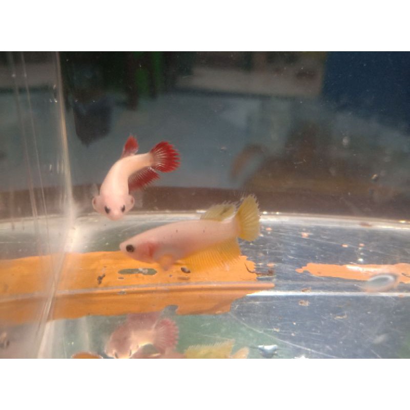 yellow Crowntail/ Red Crowntail/ Cupang Serit warna cerah