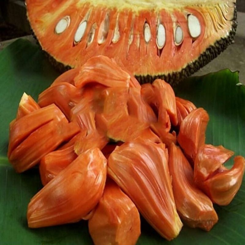 paket bibit nangka merah cepat berbuah