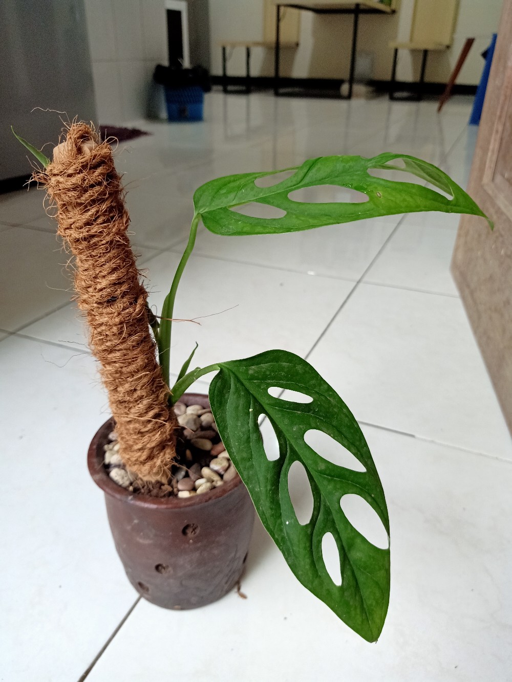 Tali Sabut Kelapa Harga Meteran