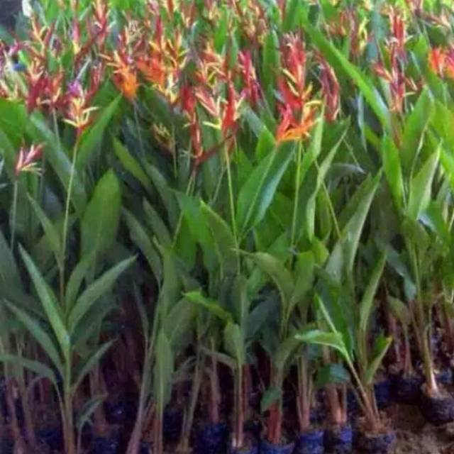 Tanaman hias Heliconia (pisang pisangan) | Shopee Indonesia