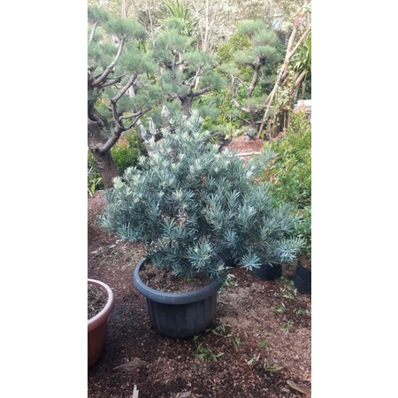 Entres lohansung blue ice 100% asli SETIAP PEMBELIAN KELIPATAN 2 BONUS 1 entres pucuk pink