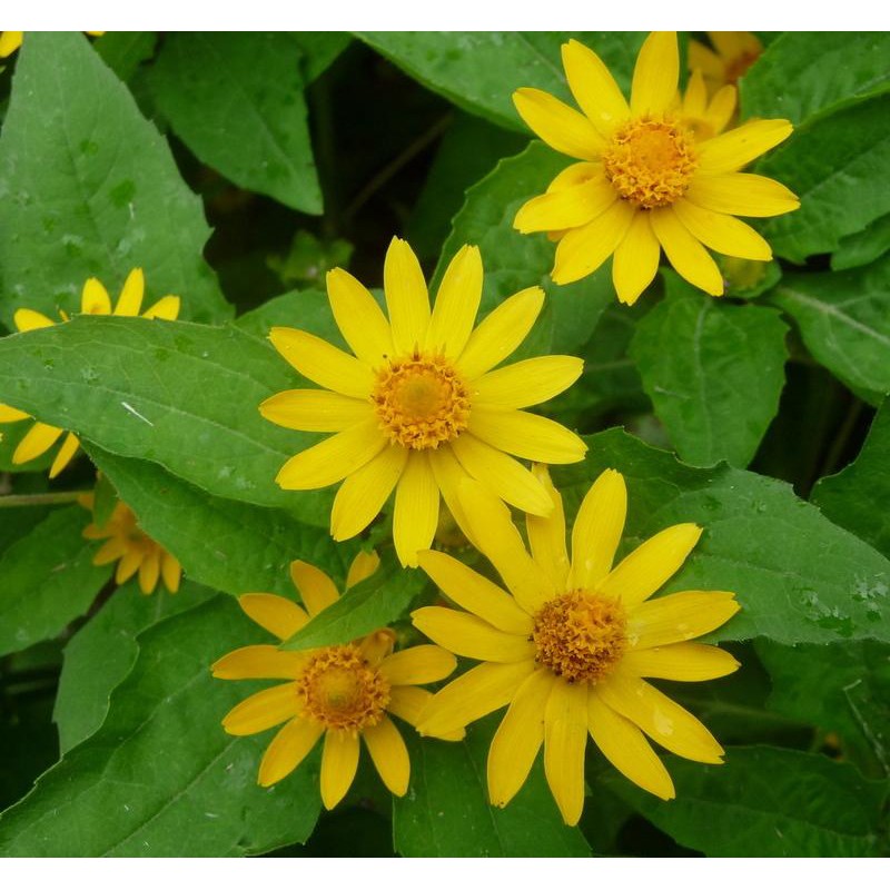 Jual BIJI BENIH BUNGA SERIBU BINTANG ISI 10 biji BUNGA BUTTER DAISY