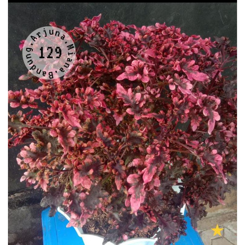 miana kode 129 / Arjuna Miana Bandung