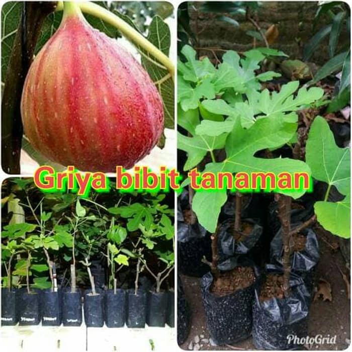 BIBIT BUAH TIN MERAH