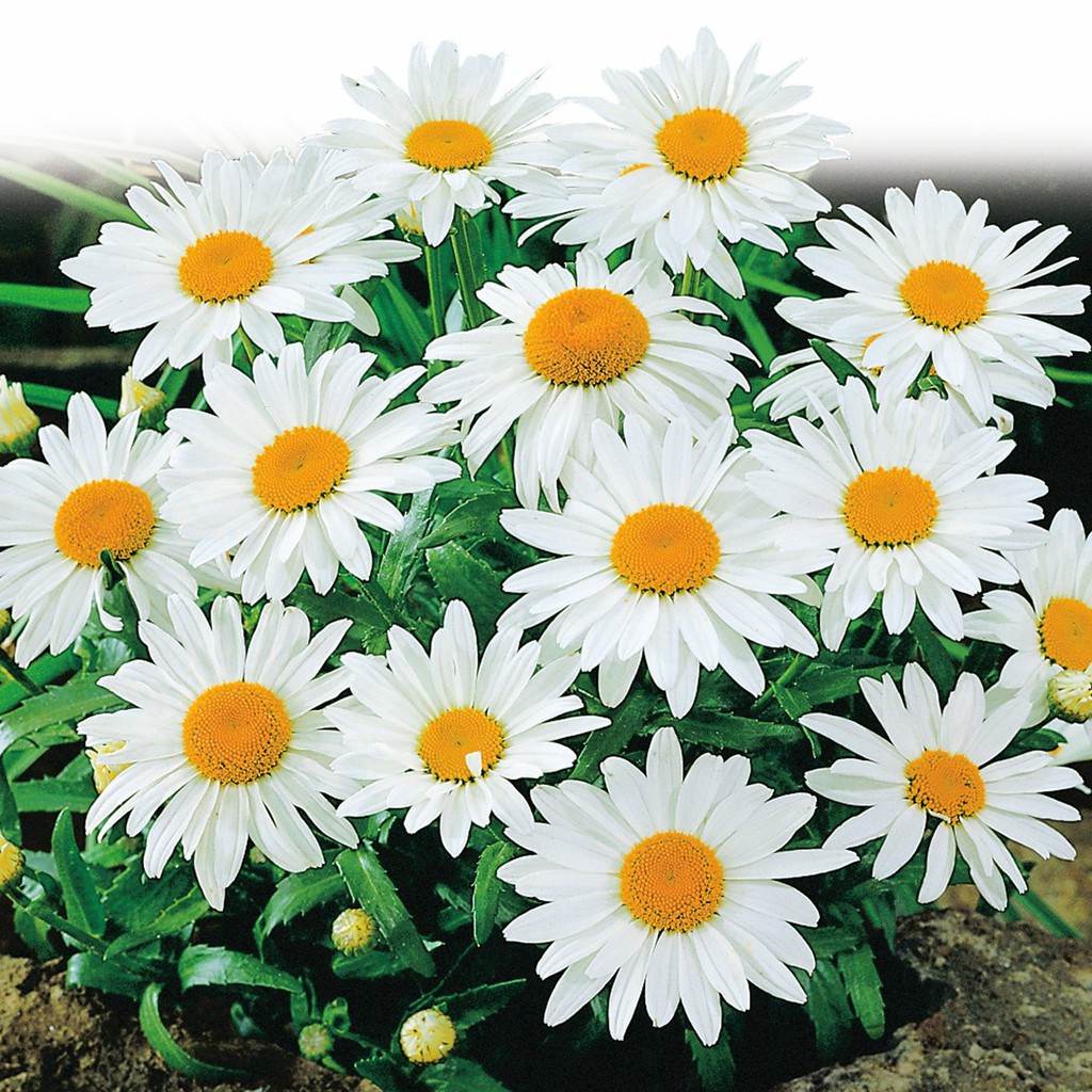 PAKET HEMAT - Benih Bunga Chrysanthemum Krisan 8 Jenis Seeds - Total 40 Biji