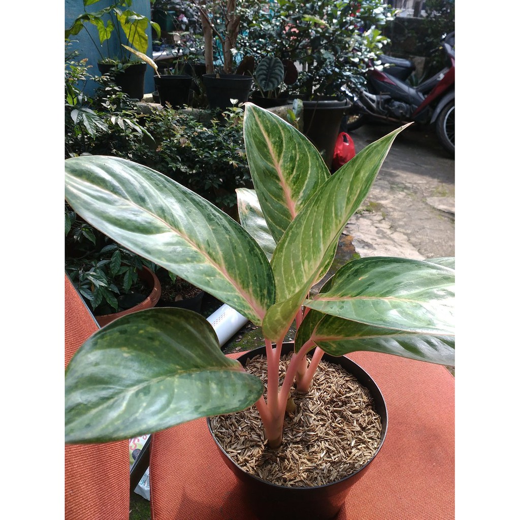 Bunga Aglonema Obama