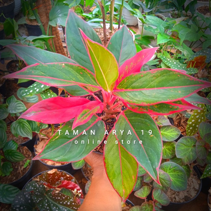 TANAMAN HIAS AGLONEMA - LIPSTIK aglaonema lipstick-aglonema lipstik (tanaman hidup-bunga aglonema hi