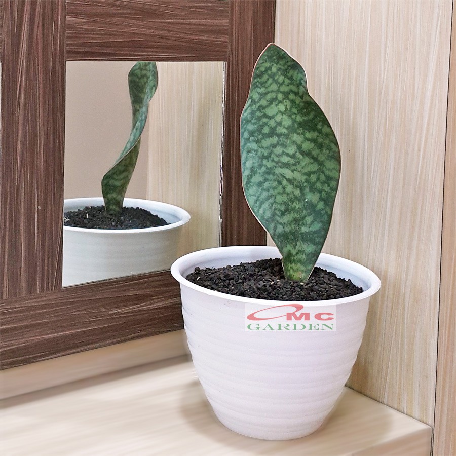 Lidah Mertua Sansevieria Sansivera Sansiviera Sensiviera Masoniana Giant Whale Fin Centong Jumbo LM-