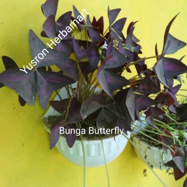 BIBIT BUNGA GANTUNG BUTTERFLY KUPU-KUPU SEMANGGI UNGU OXALIS TRIAGULARIS