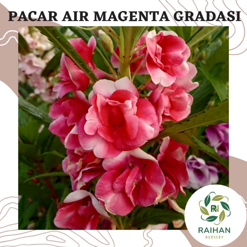 5 Biji Benih Bunga Pacar Air Impatiens Balsamina Magenta Gradasi