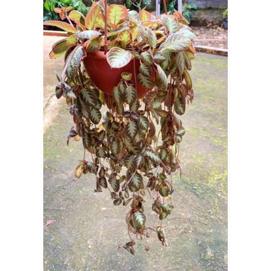 Tanaman hias daun rambat asli - tanaman hias