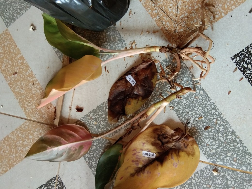 Aglonema Super Kocin Pink Import