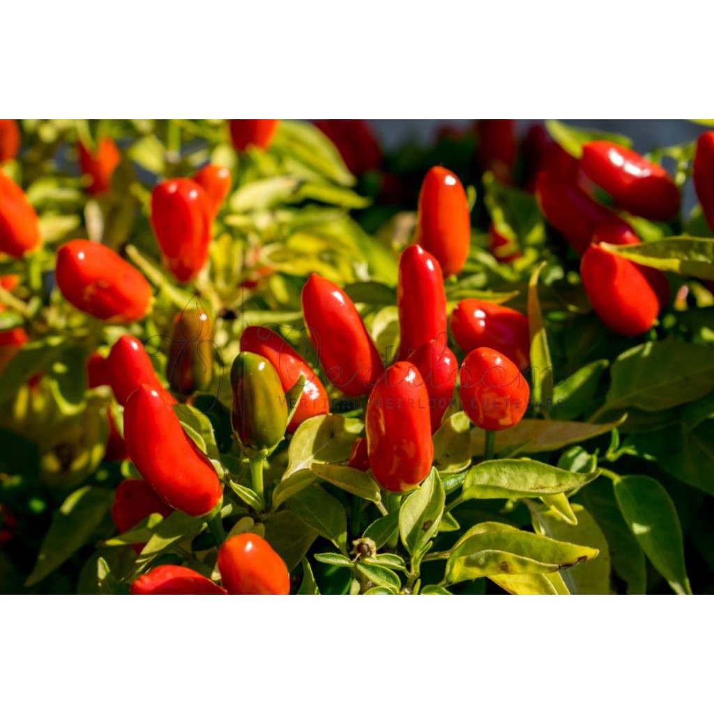 Benih / Bibit / Biji - Cabai Numex Christmas Pepper Seeds