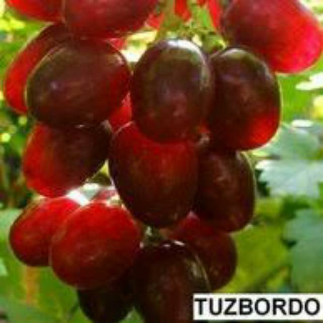 Bibit anggur import jenis tuzbordo