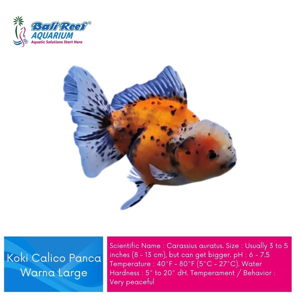 Ikan Hias Koki Calico Panca Warna Large