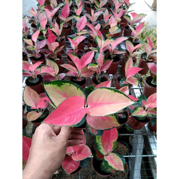 aglonema suksom pelangi