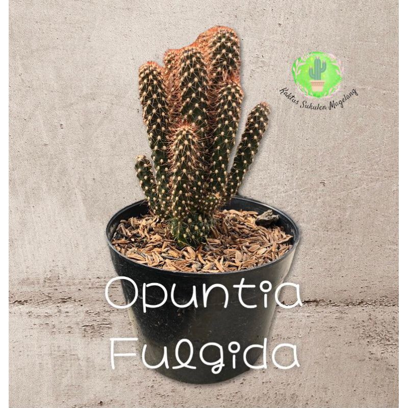 Kaktus Opuntia Fulgida