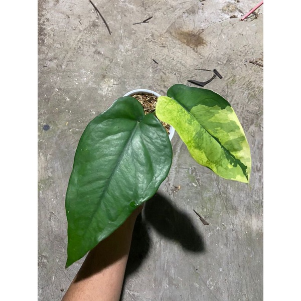 Syngonium Chiapense Varigata aurea