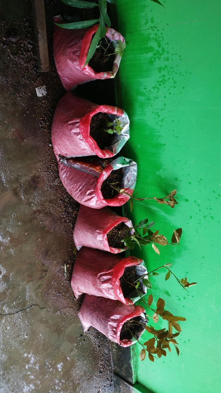 Bibit Lemon Tea Long