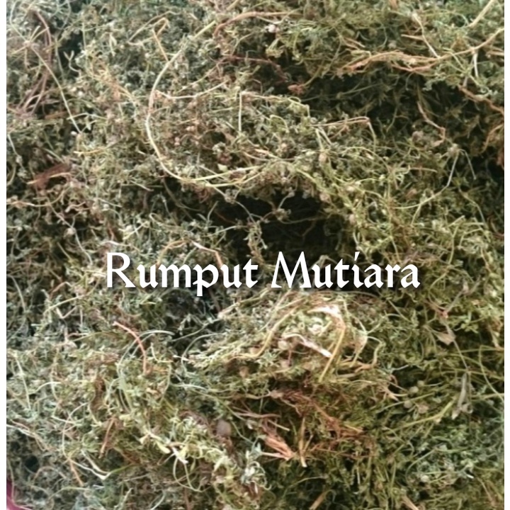 

Herbal rumput mutiara / Rumput mutiara kering 500 gram asli