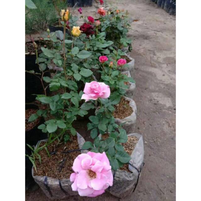 Tanaman hias bunga mawar  bermacam bunga