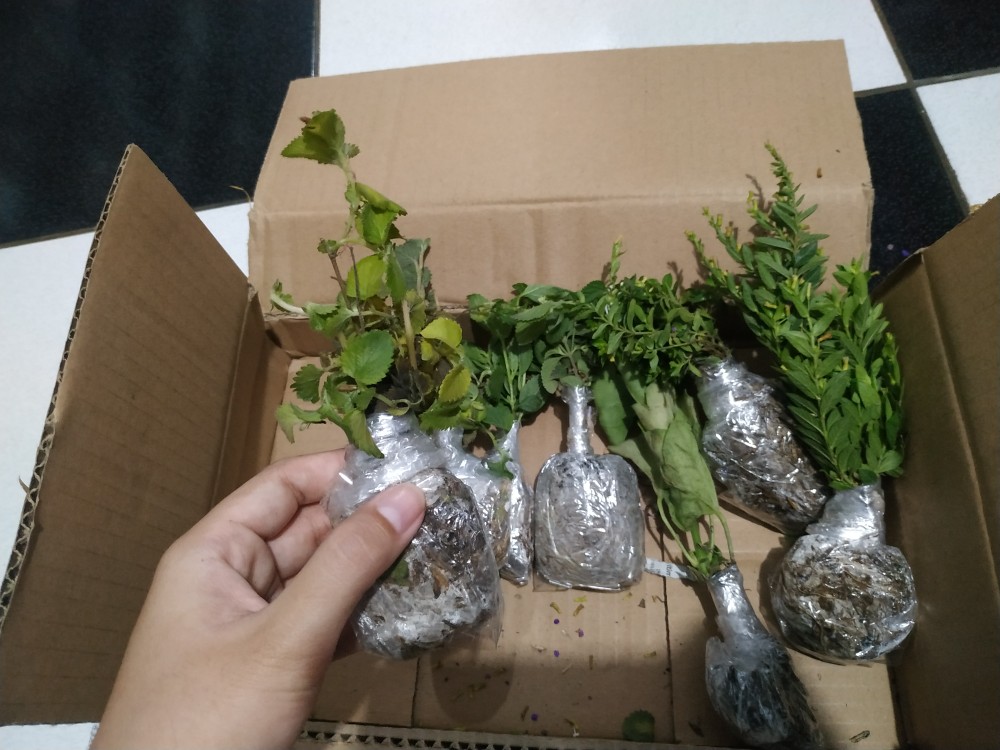 Garamalia Ataw Geranium