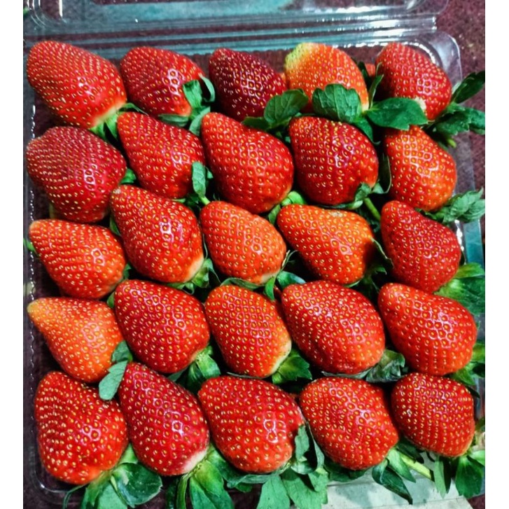 

Fresh Strawberry Stroberi Segar
