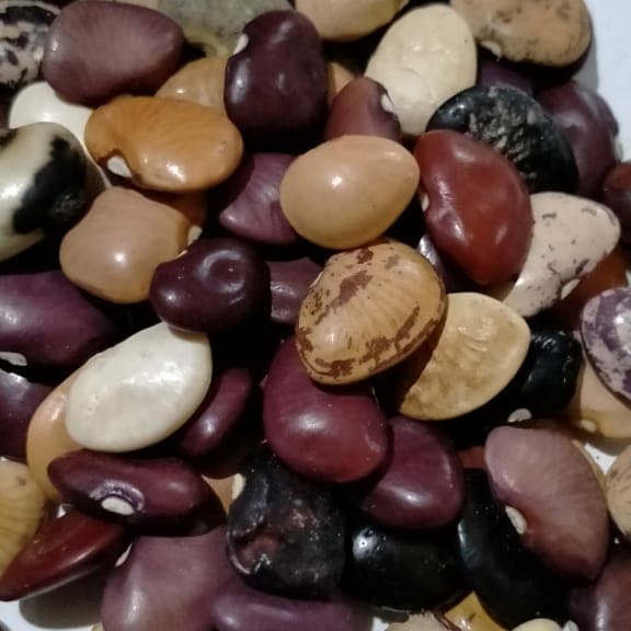 

Kacang Krato Merah Kacang Jawa atau Kekara 1Kg Warna Merah