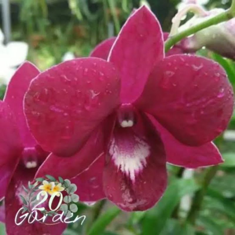 dendrobium red remaja