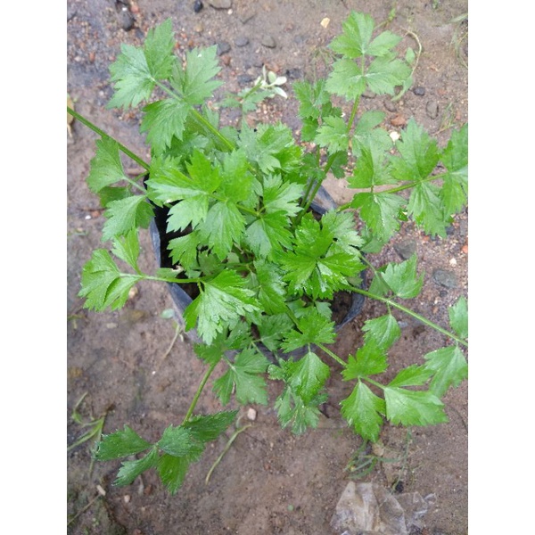 Tanaman seledri hidup