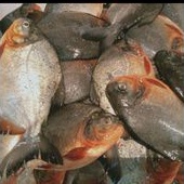 

Ikan Bawal Air Tawar 1 Kg