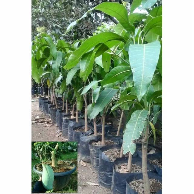 Bibit mangga mahatir okulasi