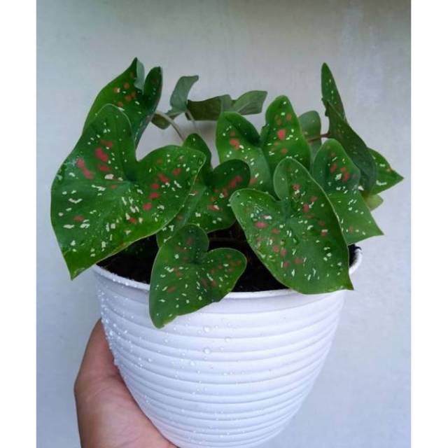 Caladium Three Color Keladi Hijau Bintik Merah Putih Murah Shopee Indonesia