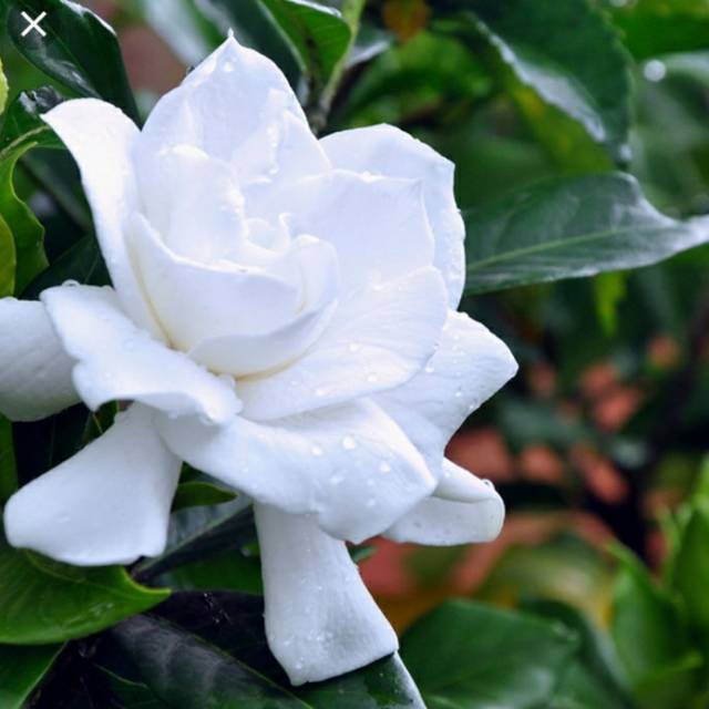 Jual Pohon gardenia bunga putih