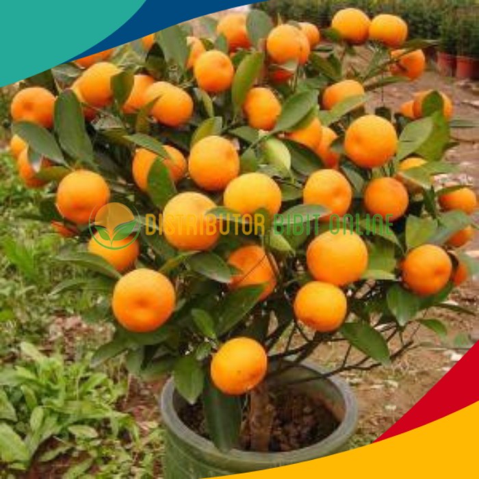 laris Bibit buah jeruk santang madu super murah