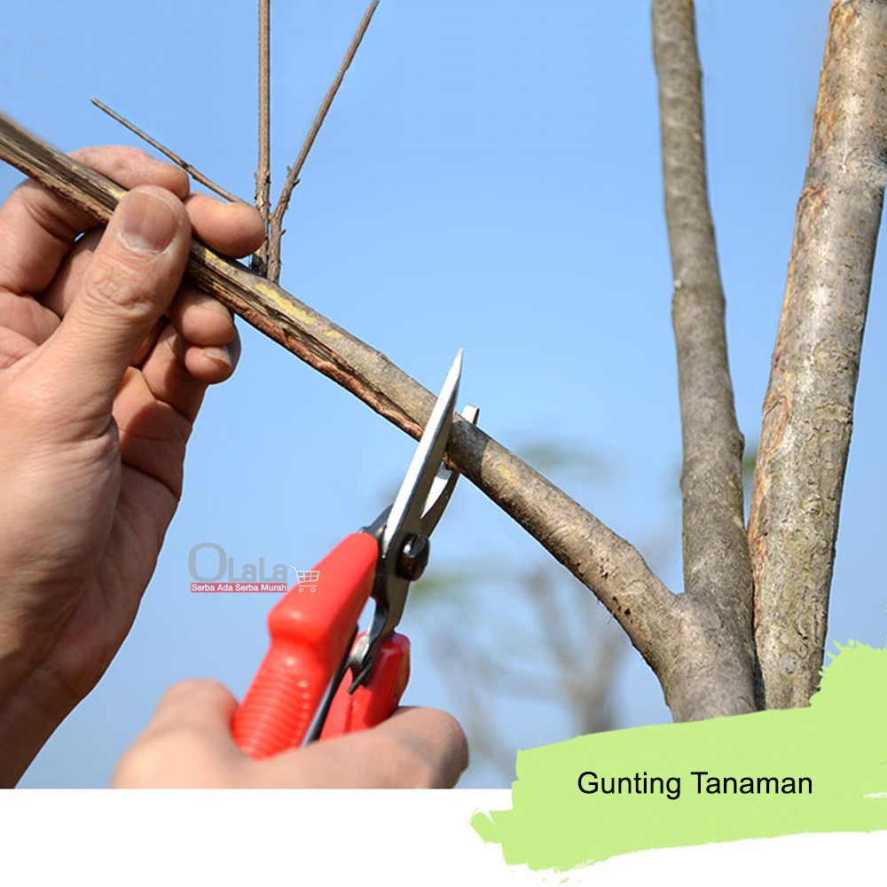 GUNTING TANAMAN / GUNTING BUNGA OLLK-401