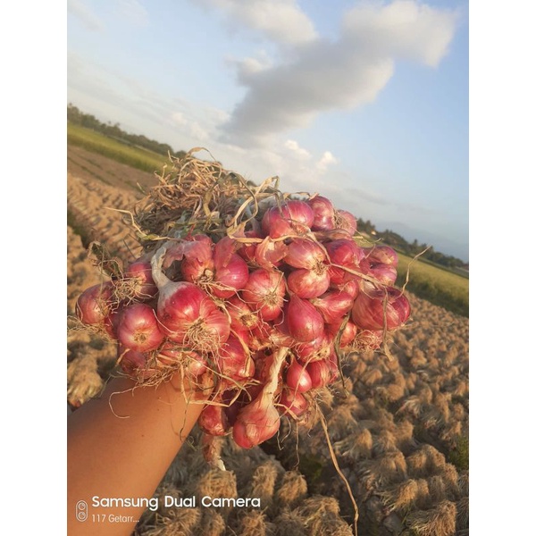 

bawang merah