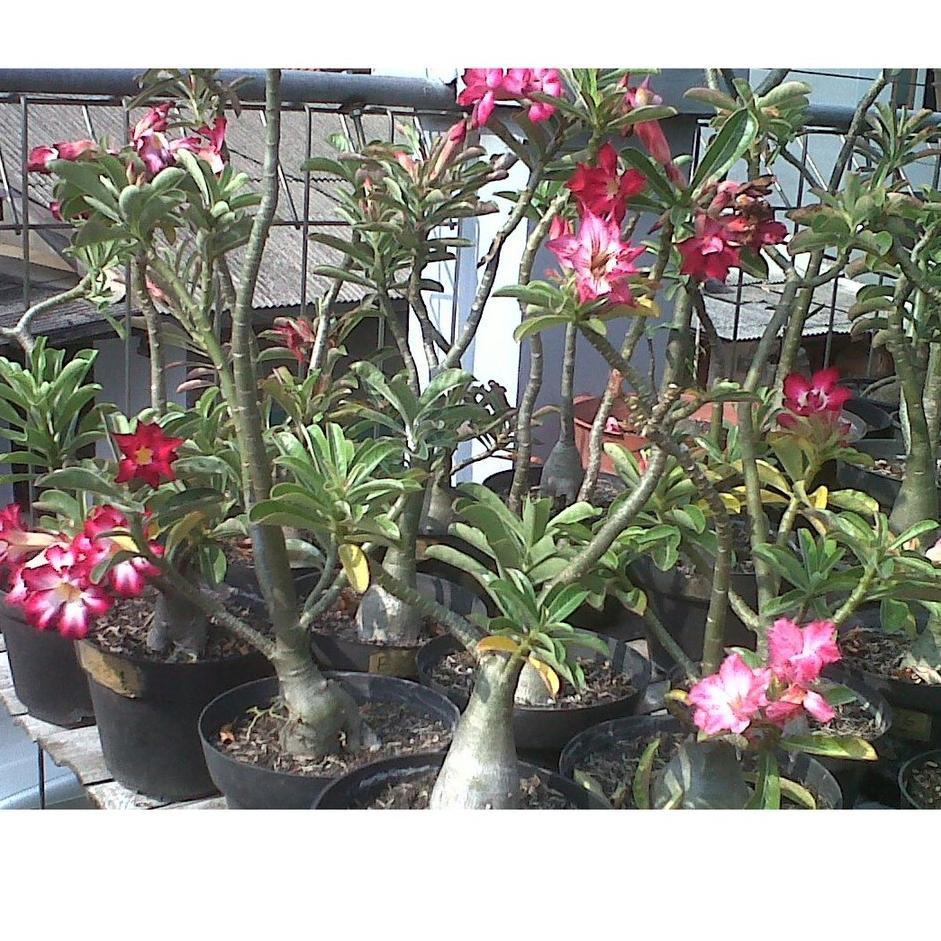 Dapatkan Seeds Biji Benih Adenium Obesum Mix Bunga Singel Shopee Indonesia