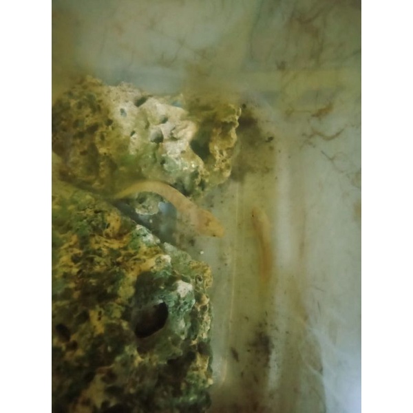 channa limbata  size baby