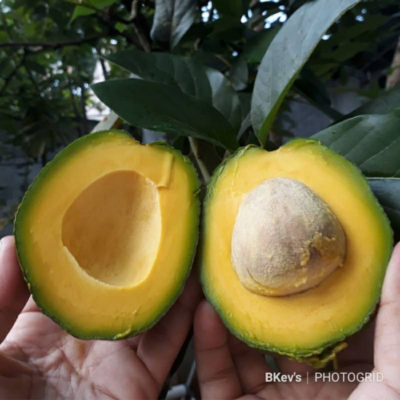 Entres Alpukat Miki Depok Super