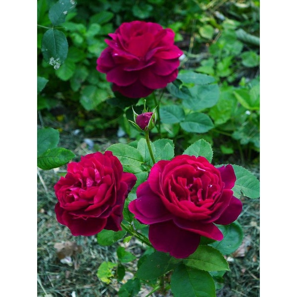 Mawar Import JAMES PARK - Mawar import mura - tanaman hias