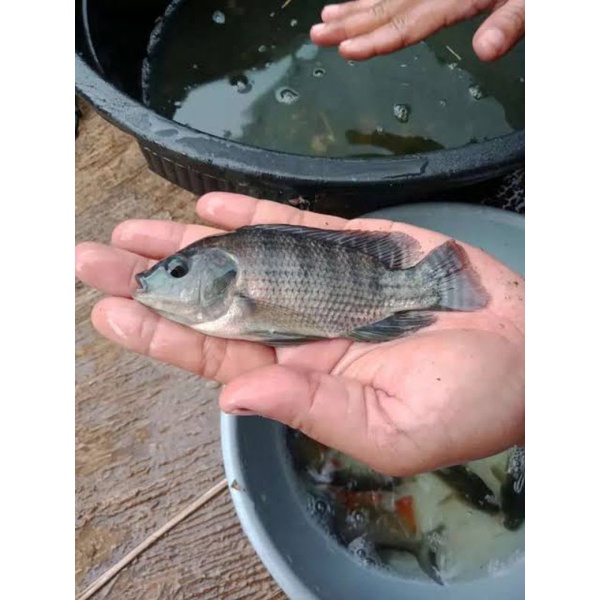 ikan nila nirwana ukuran 2 jari