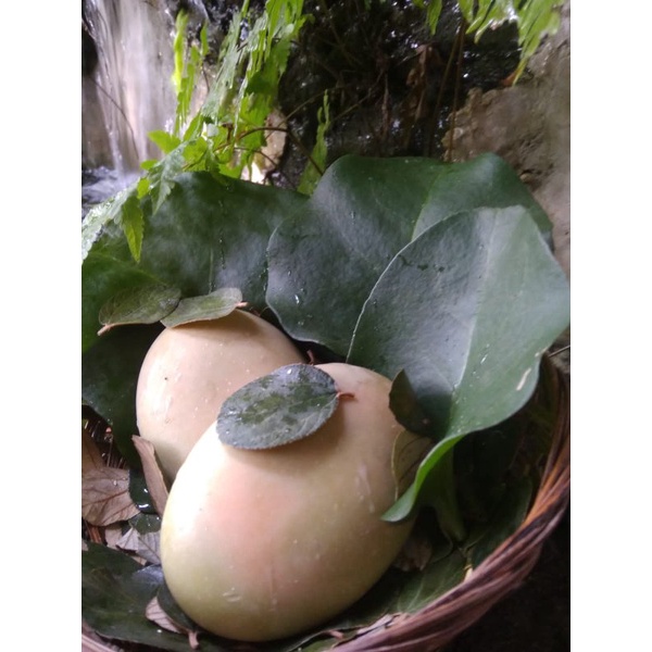 SABUN HERBAL EXTRAK DAUN BINAHONG DAN BIDARA