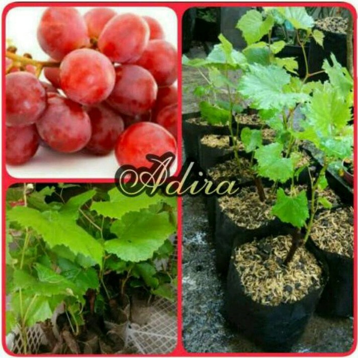Bibit Tanaman bibit  anggur merah jumbo