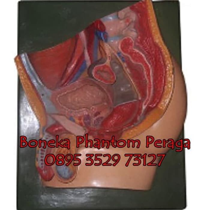 ⭐⭐⭐⭐⭐ BONEKA MANEKIN PHANTOM ALAT PERAGA REPRODUKSI PRIA PRP - 011 FIBER